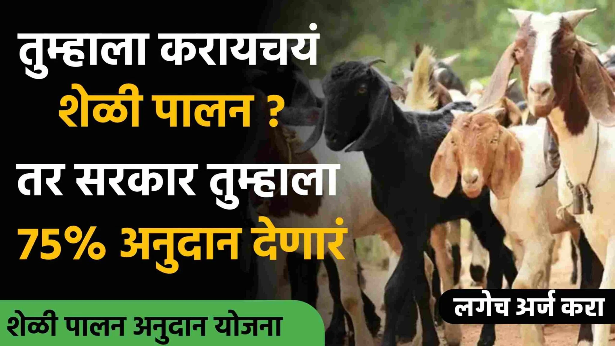 Sheli palan yojana maharashtra